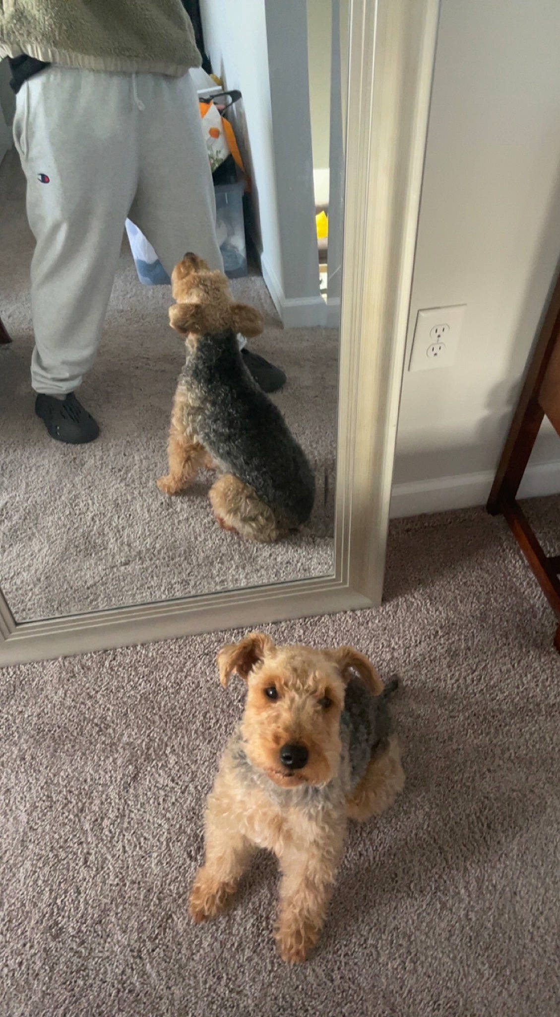 Leilani joined the competition — help win amazing prizes! canidae, carnivore, companion_dog, dog, dog_breed, dog_supply, door, fawn, flooring, fur, mammal, pet_supply, small_terrier, sporting_group, terrier, toy_dog, vertebrate, water_dog, yorkipoo