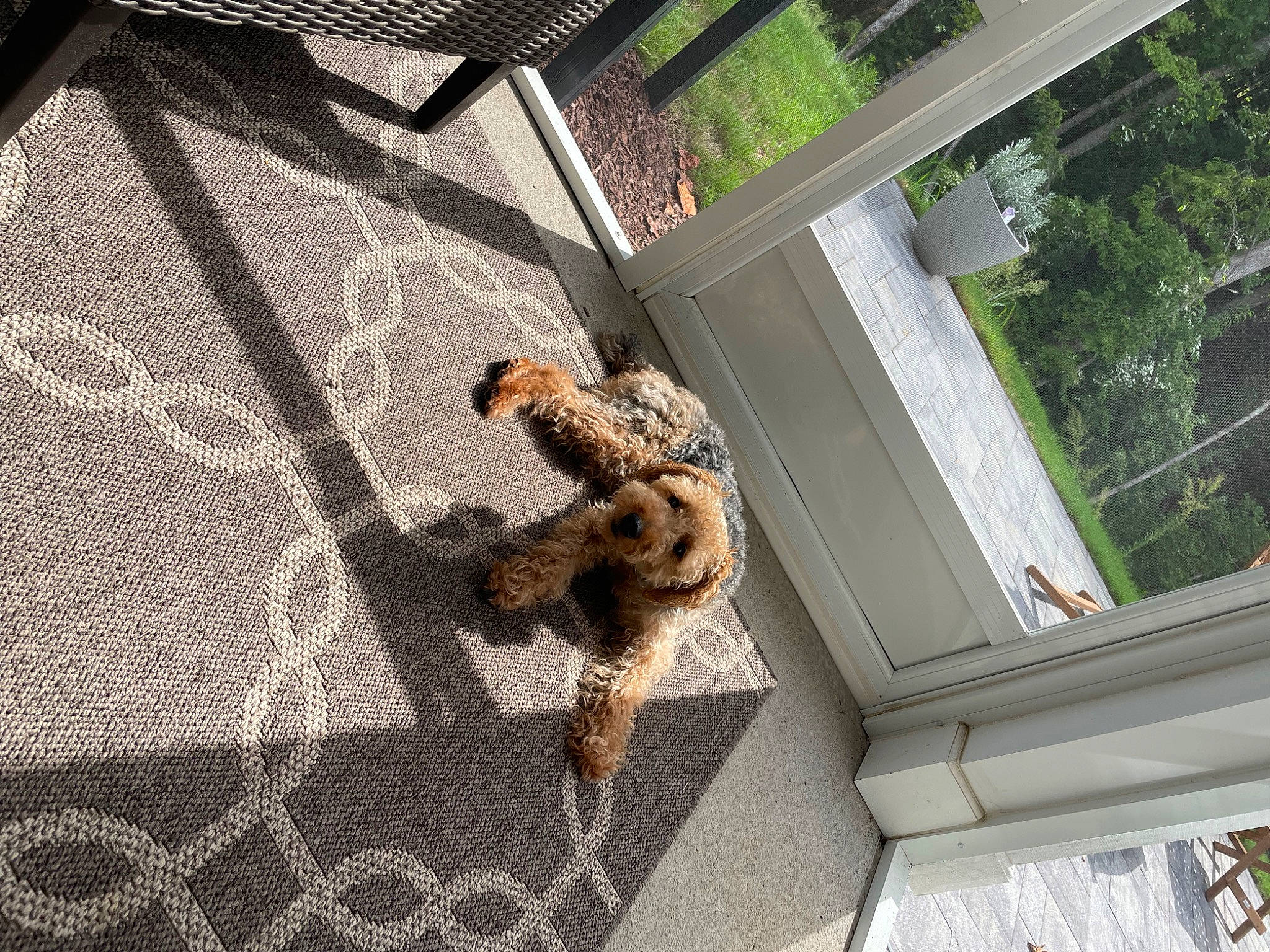 Leilani joined the competition — help win amazing prizes! asphalt, building, concrete, daylighting, facade, flooring, house, landscape, mesh, metal, pattern, plant, road_surface, roof, shadow, tail, terrestrial_animal, tree, window, wood