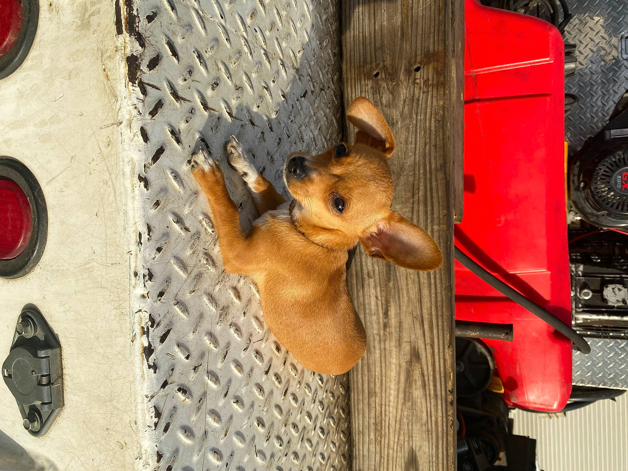 Niah is registered to the contest to win money with this photo: animal_shelter, art, canidae, dog_breed, facade, fawn, fur, livestock, metal, pack_animal, pattern, pet_supply, rodent, snout, tail, wood, working_animal