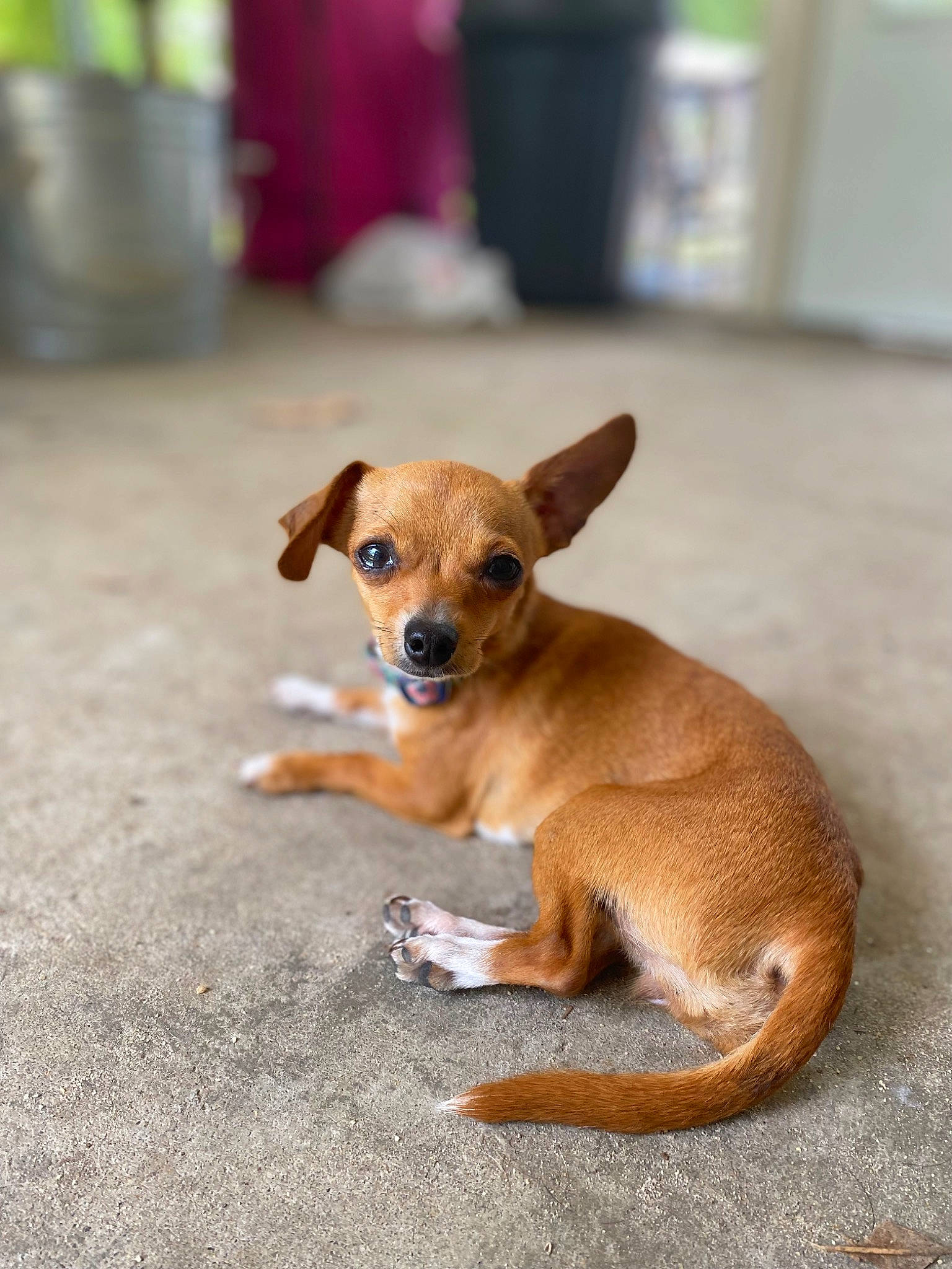 Niah joined the competition — help win amazing prizes! carnivore, chihuahua, companion_dog, corgi_chihuahua, dog, dog_breed, dog_supply, ear, fawn, non_sporting_group, paw, snout, sporting_group, tail, terrestrial_animal, toy_dog, whiskers, wood, working_animal