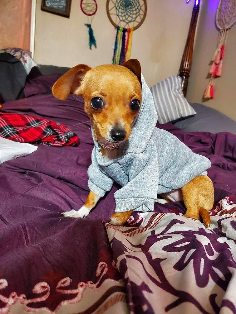 Niah is registered to the contest to win money with this photo: bed, canidae, carnivore, chair, comfort, companion_dog, dog, dog_breed, dog_supply, fawn, fur, linens, pattern, plaid, purple, snout, sporting_group, tartan, toy_dog, whiskers