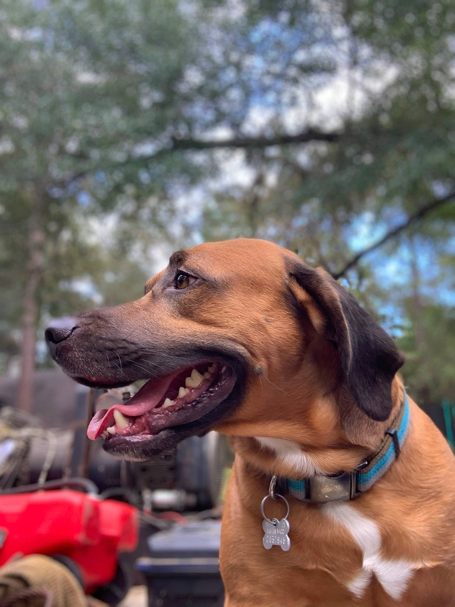 Diesel is registered to the contest to win money with this photo: canidae, carnivore, collar, companion_dog, dog, dog_breed, dog_collar, dog_supply, fang, fawn, fur, guard_dog, leash, liver, pet_supply, snout, sporting_group, tree, working_animal, working_dog