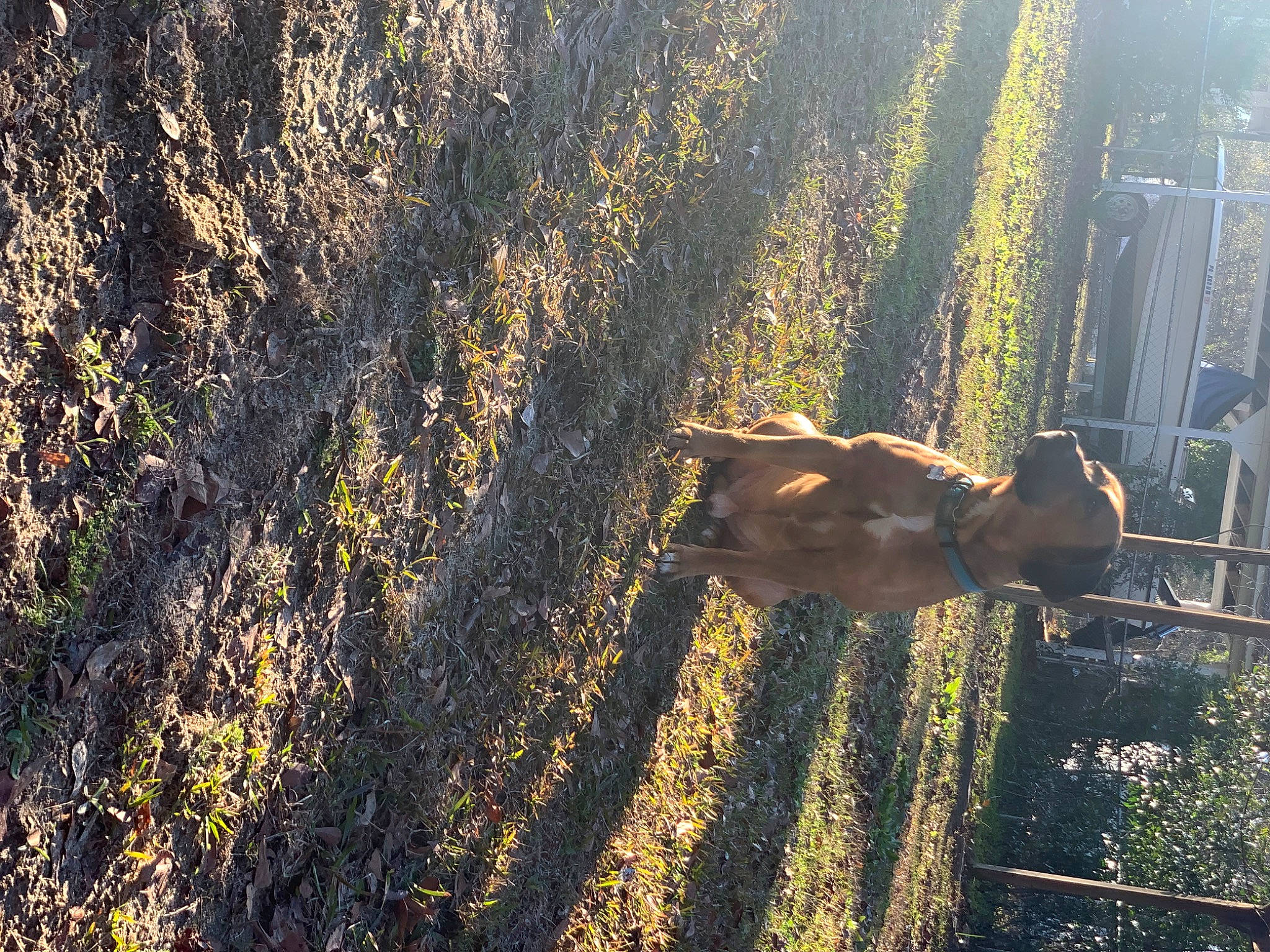 Diesel is registered to the contest to win money with this photo: carnivore, dog, fawn, field, grass, heat, landscape, people_in_nature, plant, shade, shadow, soil, sporting_group, tail, tints_and_shades, tree, trunk, wildlife, wood, working_animal