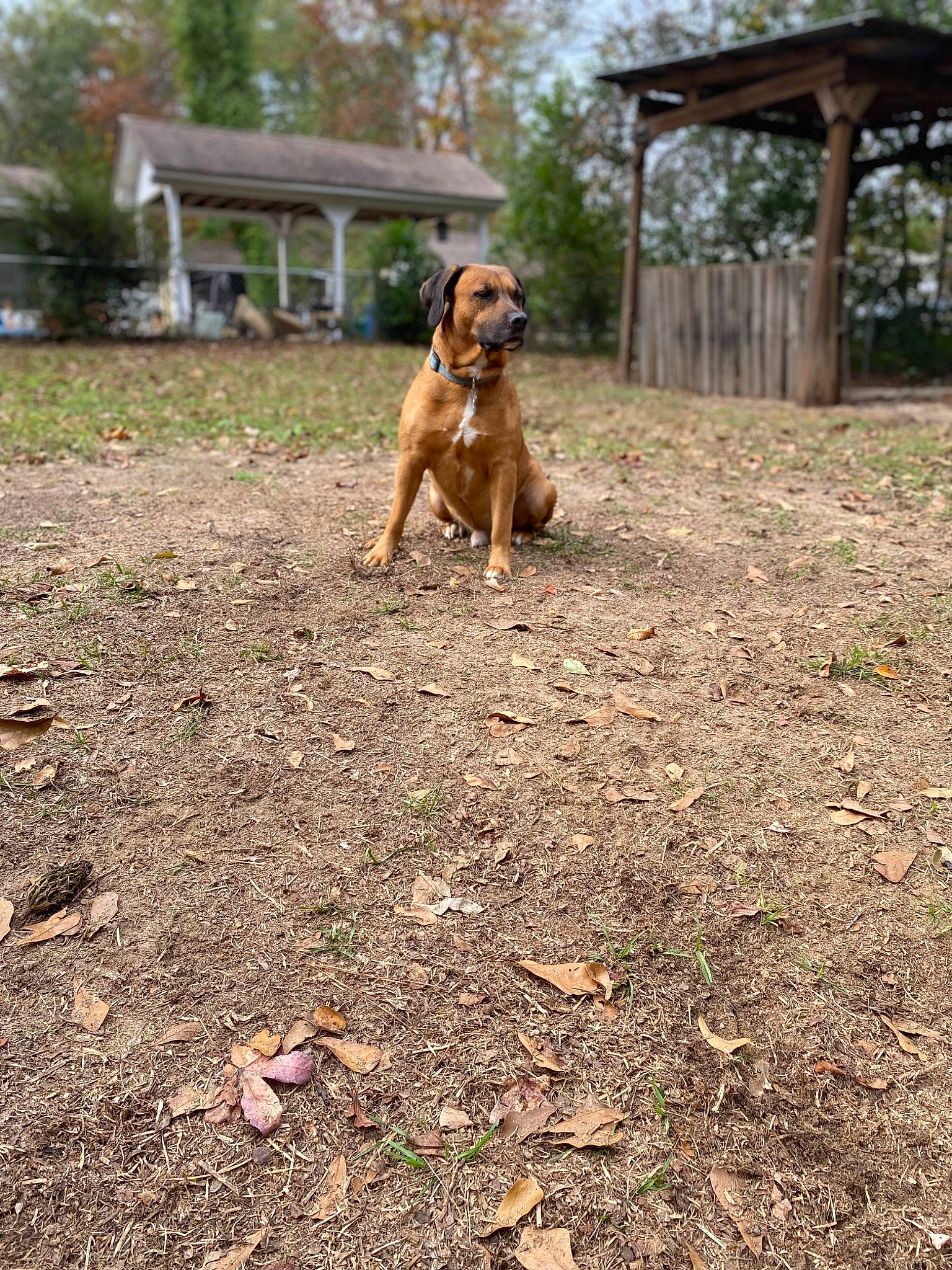 Diesel is registered to the contest to win money with this photo: canidae, carnivore, companion_dog, dog, dog_breed, fawn, grass, gun_dog, landscape, liver, plant, sky, soil, sporting_group, tail, terrestrial_animal, tree, wildlife, wood, working_animal