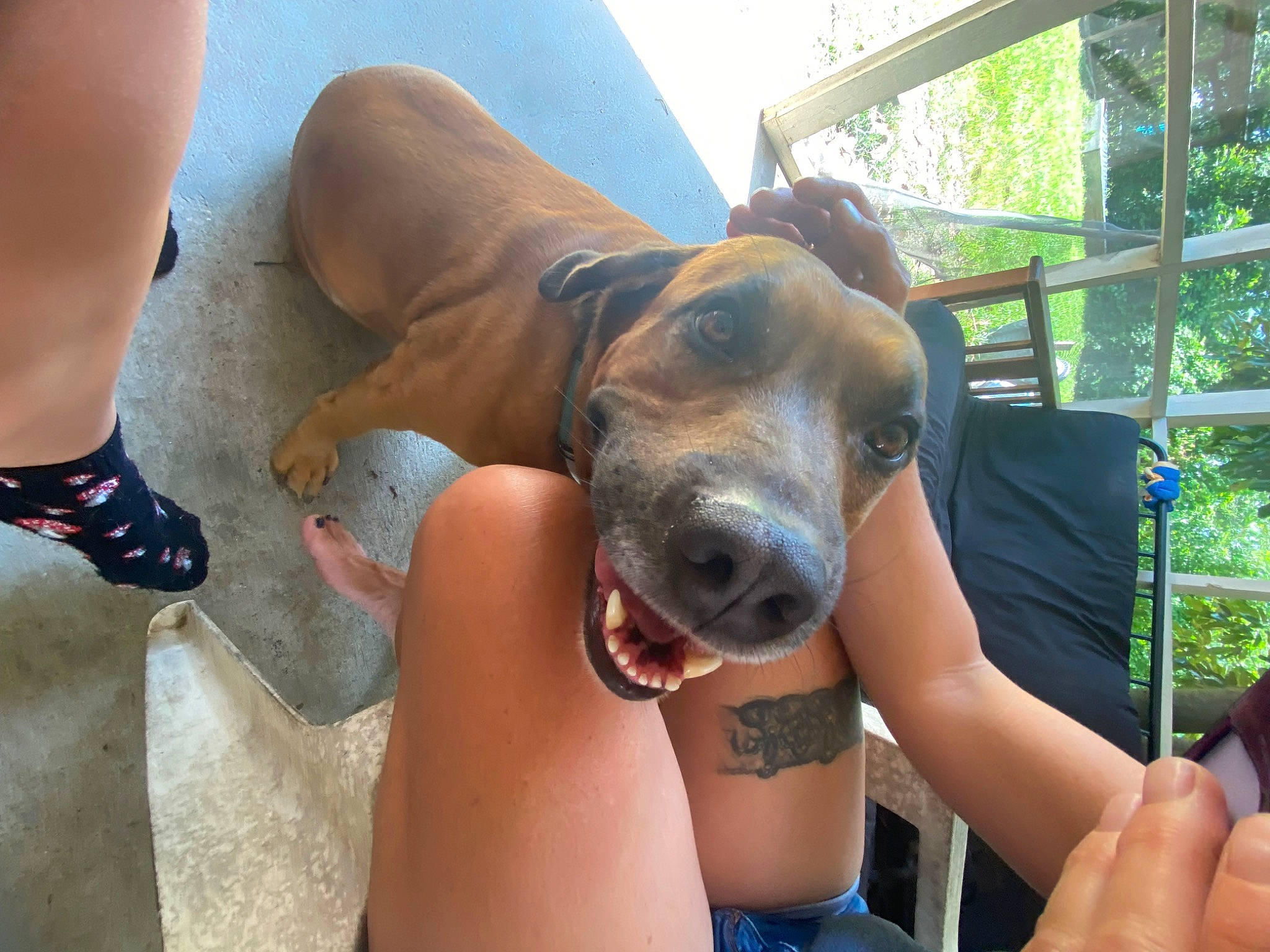 Diesel joined the competition — help win amazing prizes! barefoot, calf, carnivore, chest, companion_dog, dog, dog_breed, fawn, foot, human_leg, knee, leisure, snout, terrestrial_animal, thigh, thumb, toe, tree, whiskers, working_animal