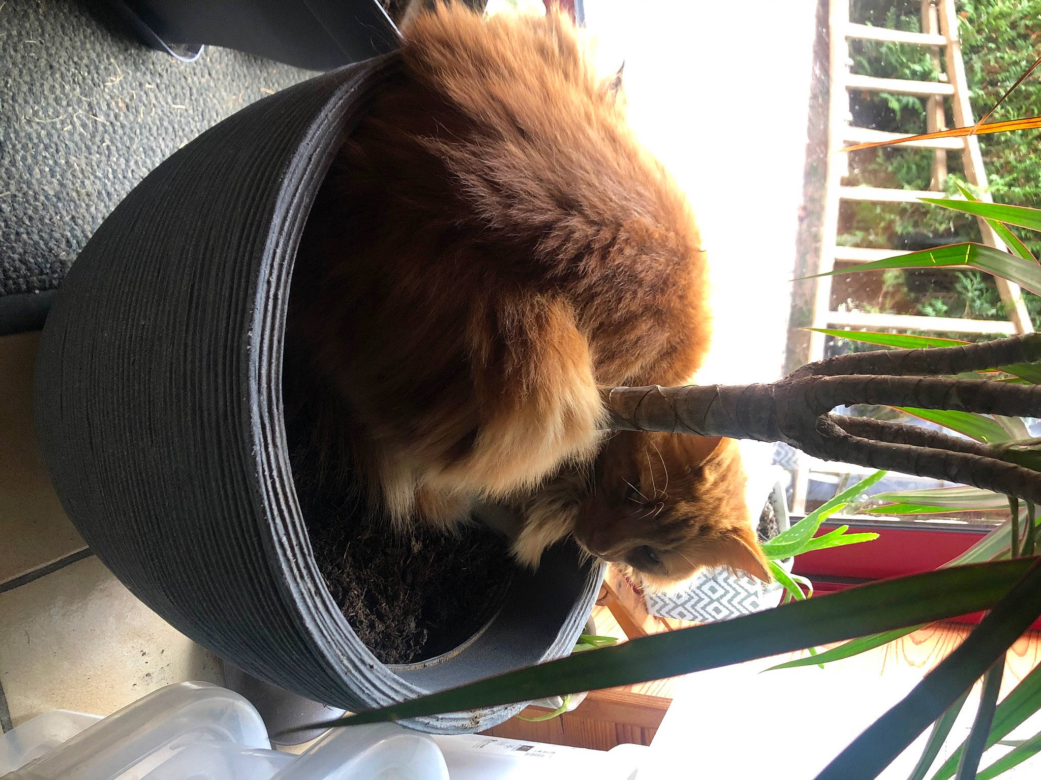 Simba a rejoint le concours — aidez-le/la à gagner de superbes lots ! automotive_tire, elbow, fawn, felidae, fur, grass, ladder, plant, plant_stem, tail, terrestrial_animal, tints_and_shades, window