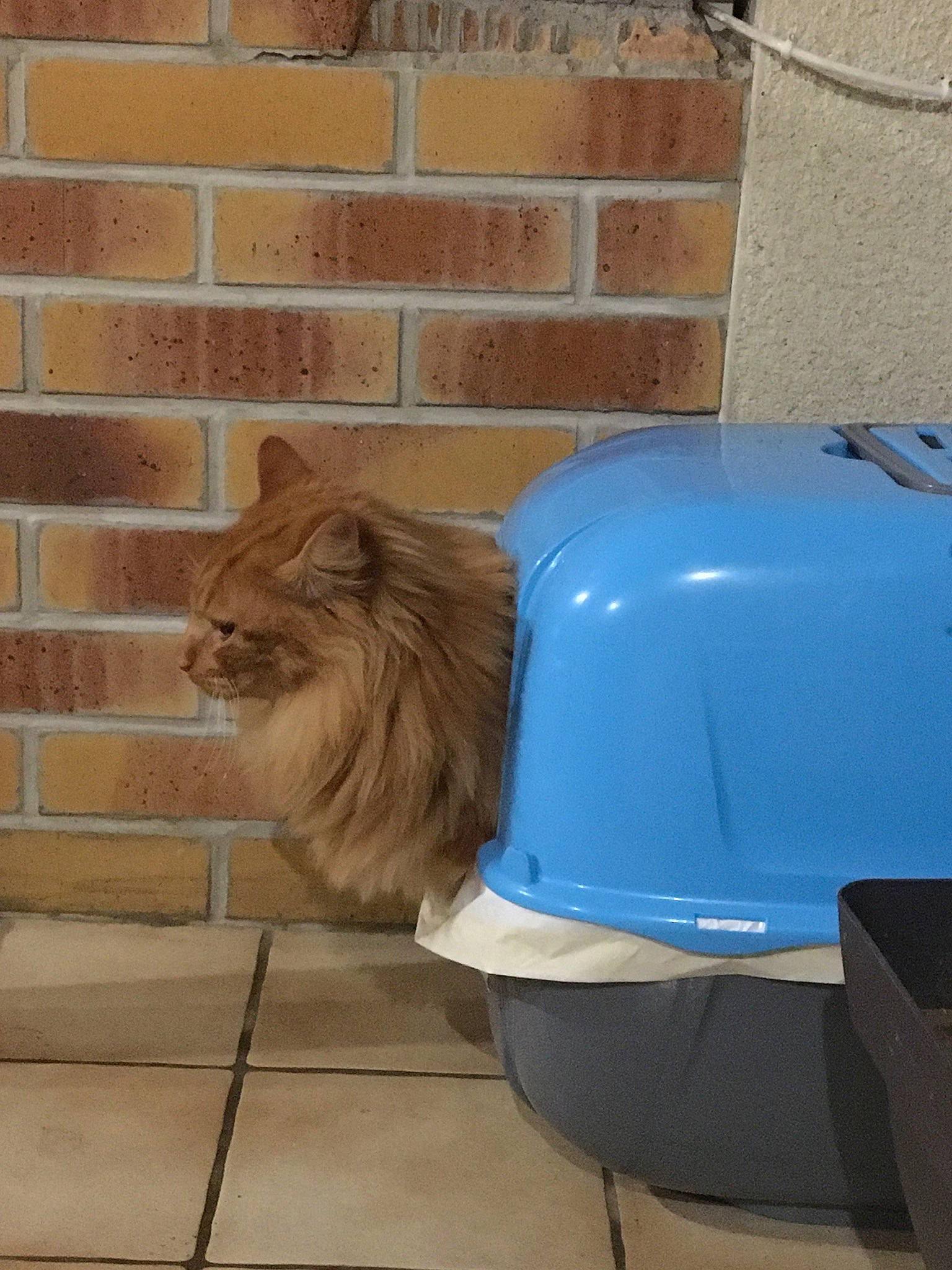 Simba participe au concours pour gagner de l'argent avec cette photo : automotive_exterior, automotive_tire, big_cats, brick, brickwork, carnivore, cat, electric_blue, felidae, fender, flooring, fur, gas, masai_lion, motor_vehicle, small_to_medium_sized_cats, terrestrial_animal, wall, whiskers, wood