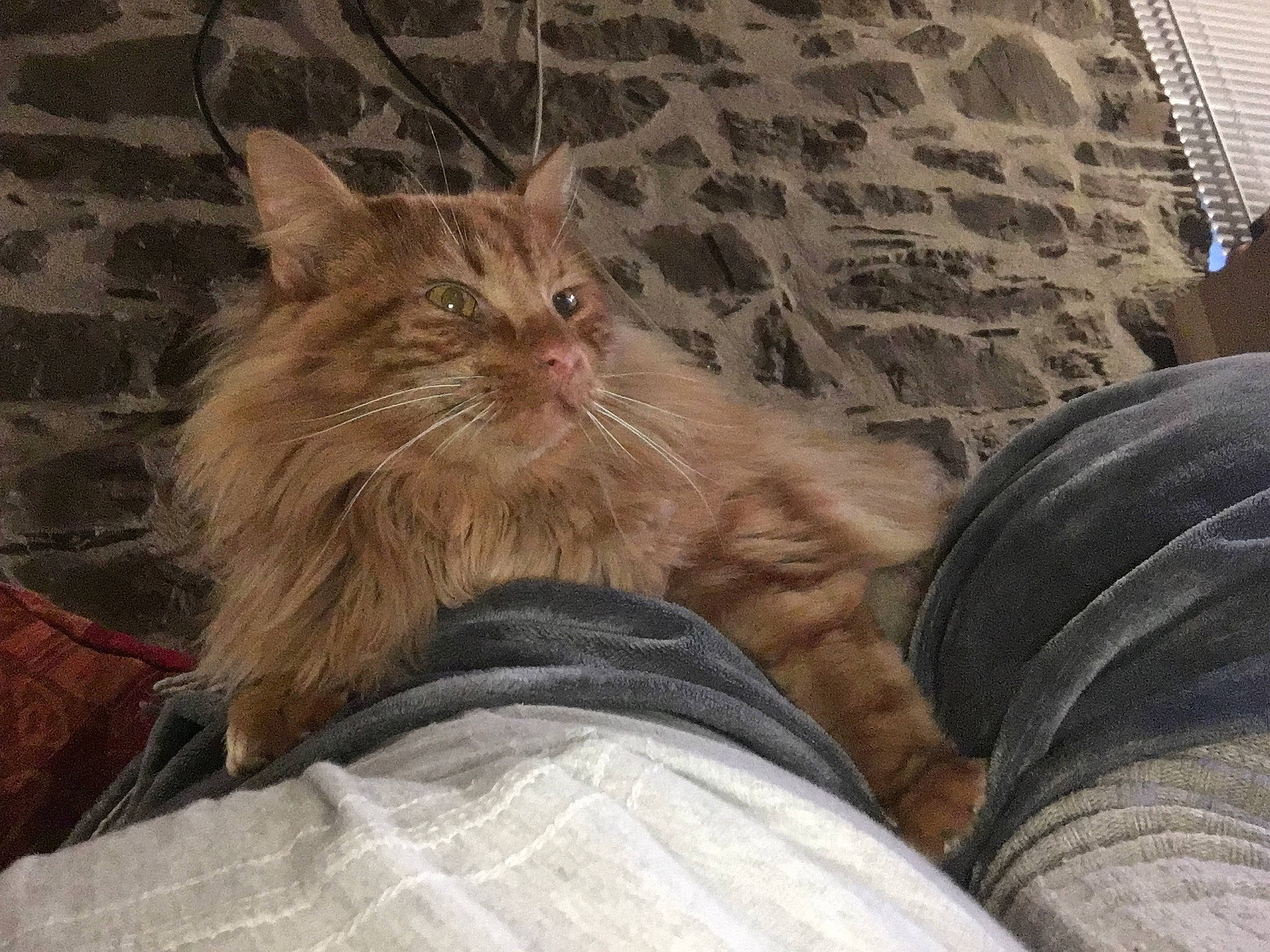 Simba a rejoint le concours — aidez-le/la à gagner de superbes lots ! automotive_tire, carnivore, cat, claw, comfort, domestic_short_haired_cat, eye, fawn, felidae, foot, fur, human_leg, lap, paw, sitting, sleep, small_to_medium_sized_cats, snout, terrestrial_animal, whiskers