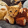 animal, cat, close_up, cozy, cute, domestic_cat, feline, fluffy, hugging, indoor, kitten, orange_cat, pet, plush_toy, relaxed, resting, sleepy, soft, teddy_bear, young_cat