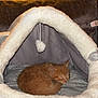 Gus is registered to the contest to win money with this photo: kitten, cat, sleeping, pet_bed, cozy, fleece, plush, indoor, animal, cute, resting, orange_cat, curled_up, soft, cushion, home, relaxing, small_animal, fur, quiet
