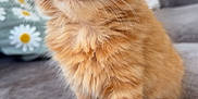 Gus joined the competition — help win amazing prizes! kitten, cat, orange_cat, fluffy, blue_eyes, pet, indoor, home, couch, soft_fur, close_up, animal, feline, cute, adorable, young, portrait, domestic_cat, living_room, curious