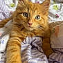 Gus joined the competition — help win amazing prizes! kitten, cat, orange_cat, pet, animal, feline, fur, whiskers, bed, blanket, striped, purple, white, soft, cute, closeup, paw, eyes, indoor, cozy