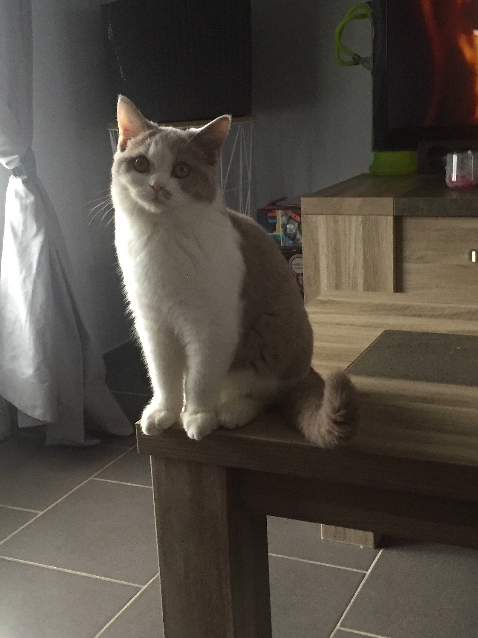 Pongo a rejoint le concours — aidez-le/la à gagner de superbes lots ! aegean_cat, asian, burmilla, carnivore, cat, domestic_short_haired_cat, european_shorthair, fawn, felidae, fur, kitten, mammal, polydactyl_cat, small_to_medium_sized_cats, tail, turkish_angora, turkish_van, whiskers, window