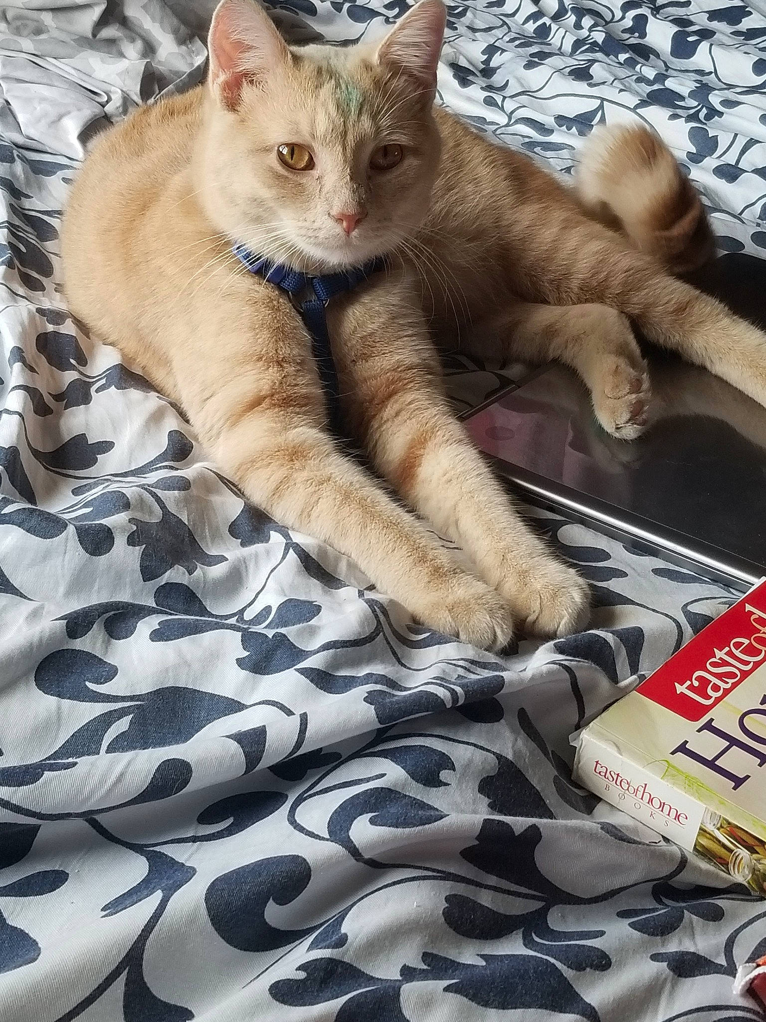 Kasper joined the competition — help win amazing prizes! aegean_cat, american_shorthair, arabian_mau, asian, australian_mist, carnivore, cat, claw, domestic_short_haired_cat, european_shorthair, fawn, felidae, fur, kitten, mammal, paw, polydactyl_cat, small_to_medium_sized_cats, tabby_cat, whiskers