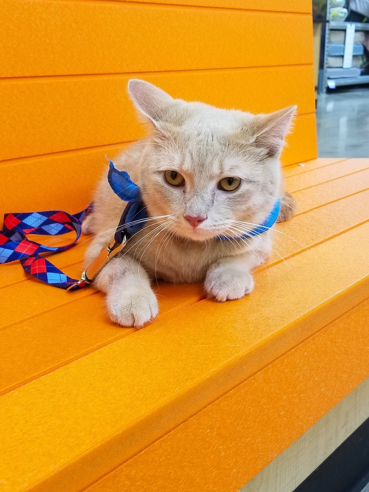 Kasper joined the competition — help win amazing prizes! american_shorthair, asian, australian_mist, carnivore, cat, domestic_short_haired_cat, european_shorthair, fawn, felidae, kitten, mammal, ojos_azules, polydactyl_cat, small_to_medium_sized_cats, tabby_cat, whiskers