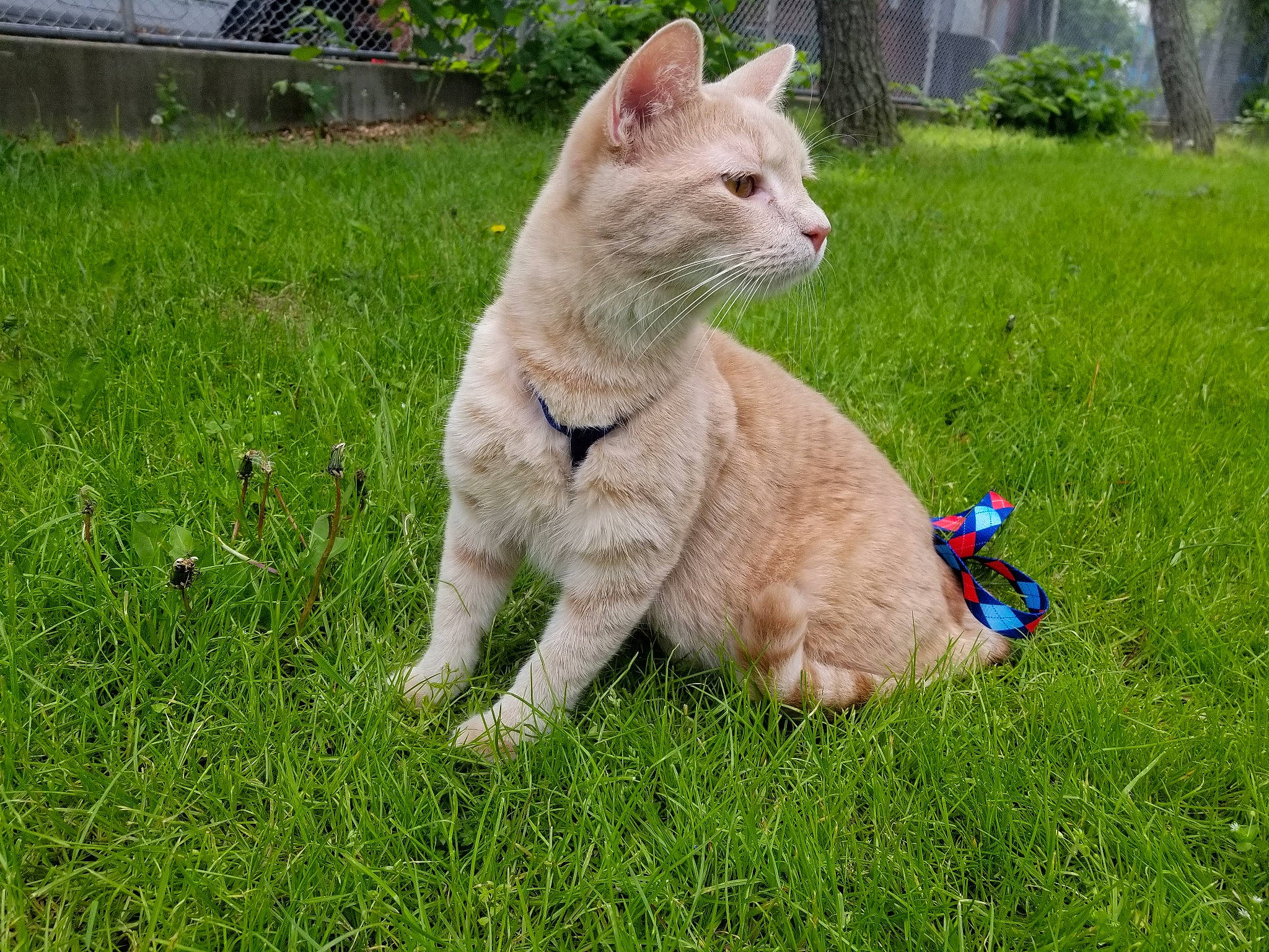 Kasper is registered to the contest to win money with this photo: aegean_cat, carnivore, cat, domestic_short_haired_cat, european_shorthair, fawn, felidae, german_rex, grass, lawn, mammal, ojos_azules, small_to_medium_sized_cats, tail, whiskers