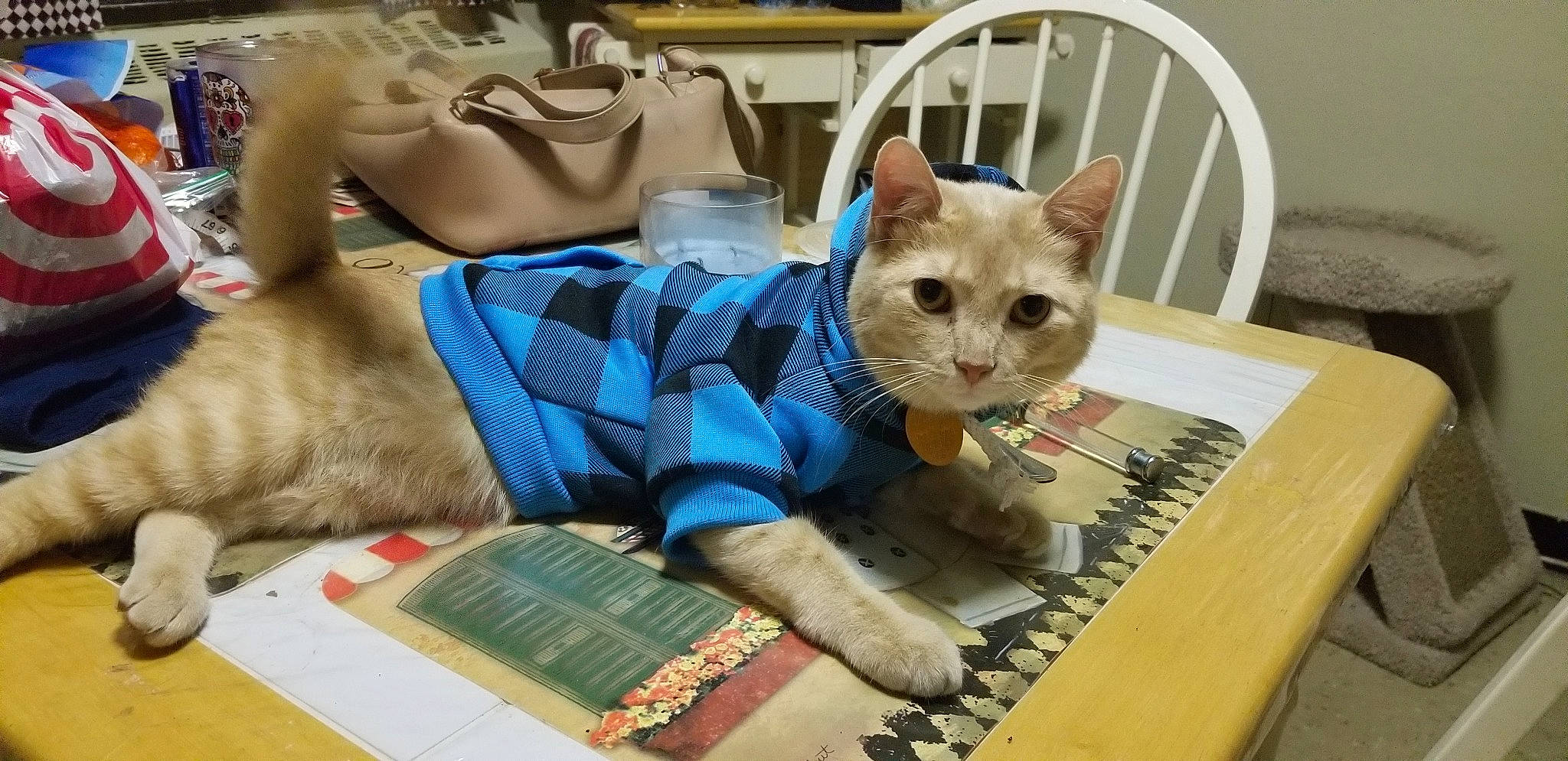 Kasper is registered to the contest to win money with this photo: aegean_cat, american_curl, american_shorthair, asian, carnivore, cat, colorpoint_shorthair, domestic_short_haired_cat, european_shorthair, fawn, felidae, kitten, singapura, small_to_medium_sized_cats, tonkinese, whiskers