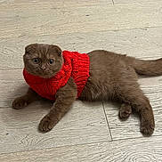 Mocha joined the competition — help win amazing prizes! kitten, cat, brown_cat, red_sweater, pet, indoor, floor, wooden_floor, cozy, cute, animal, feline, young_cat, domestic_cat, fur, whiskers, eyes, laying_down, looking_up, small_animal