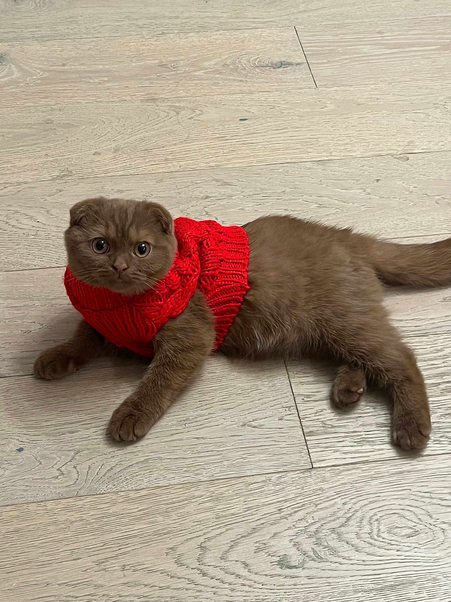 Mocha joined the competition — help win amazing prizes! kitten, cat, brown_cat, red_sweater, pet, indoor, floor, wooden_floor, cozy, cute, animal, feline, young_cat, domestic_cat, fur, whiskers, eyes, laying_down, looking_up, small_animal