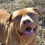 Big Hoss Fuller joined the competition — help win amazing prizes! animal, brown_dog, canine, close_up, daylight, dog, dry_grass, ears, face, fur, grass, happy, leaves, mammal, mouth_open, nature, outdoor, pet, snout, tongue