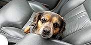 Kloe joined the competition — help win amazing prizes! animal, black, brown_eyes, canine, car_interior, closeup, comfort, companion, cute, dog, domestic_animal, face, fur, leather_seat, looking_up, pet, resting, seat, texture, vehicle