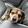 animal, black, brown_eyes, canine, car_interior, closeup, comfort, companion, cute, dog, domestic_animal, face, fur, leather_seat, looking_up, pet, resting, seat, texture, vehicle