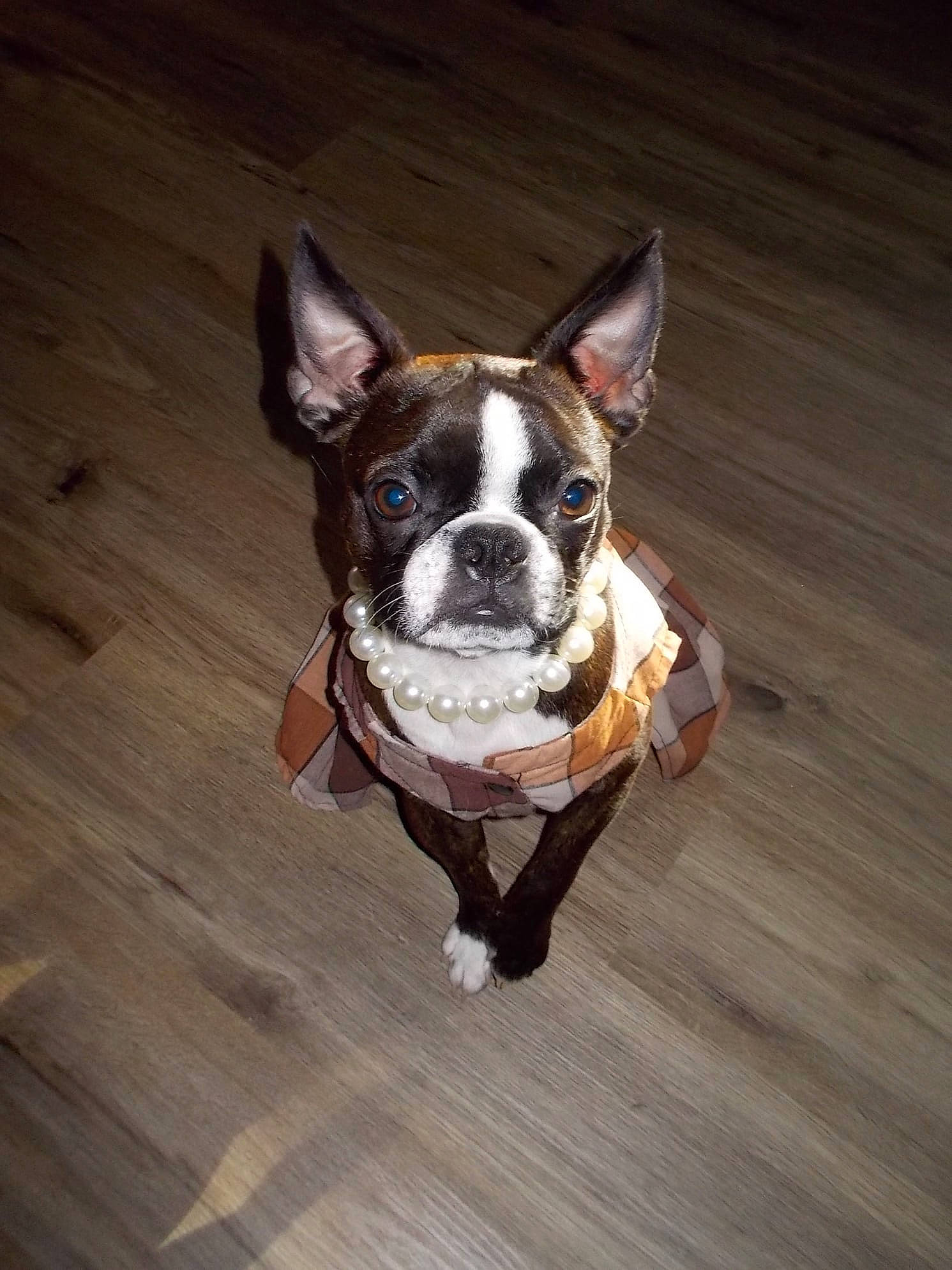 Margret is registered to the contest to win money with this photo: boston_terrier, carnivore, collar, companion_dog, dog, dog_breed, dog_collar, door, fawn, flooring, hardwood, laminate_flooring, leash, leg, snout, tail, whiskers, window, wood, working_animal