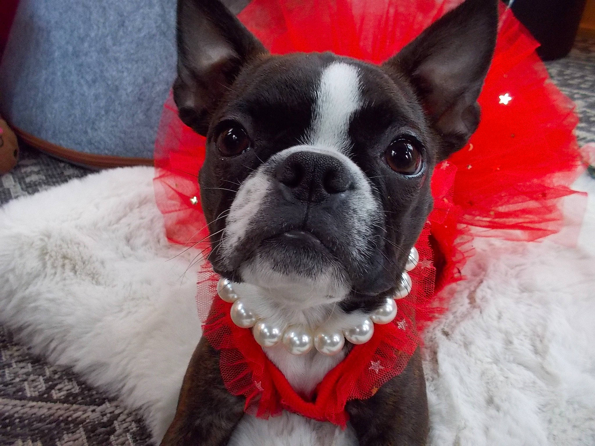 Margret joined the competition — help win amazing prizes! canidae, carnivore, collar, companion_dog, dog, dog_breed, dog_clothes, dog_collar, dog_supply, ear, eye, fawn, fur, head, snout, sporting_group, tail, toy_dog, whiskers, working_animal