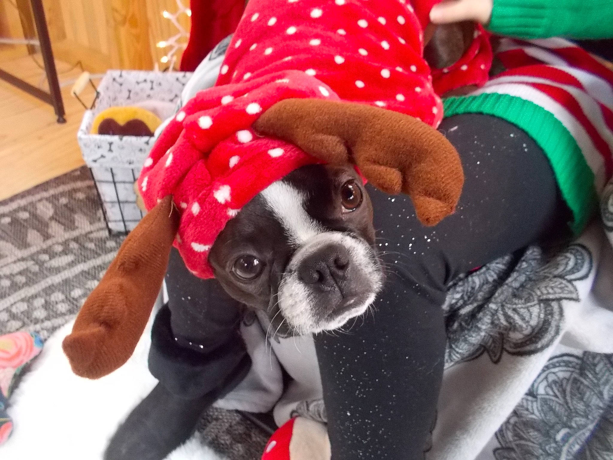 Margret is registered to the contest to win money with this photo: carnivore, collar, comfort, companion_dog, dog, dog_breed, dog_clothes, dog_supply, fawn, fur, outerwear, pattern, pet_supply, pink, red, sleeve, snout, toy_dog, white, working_animal
