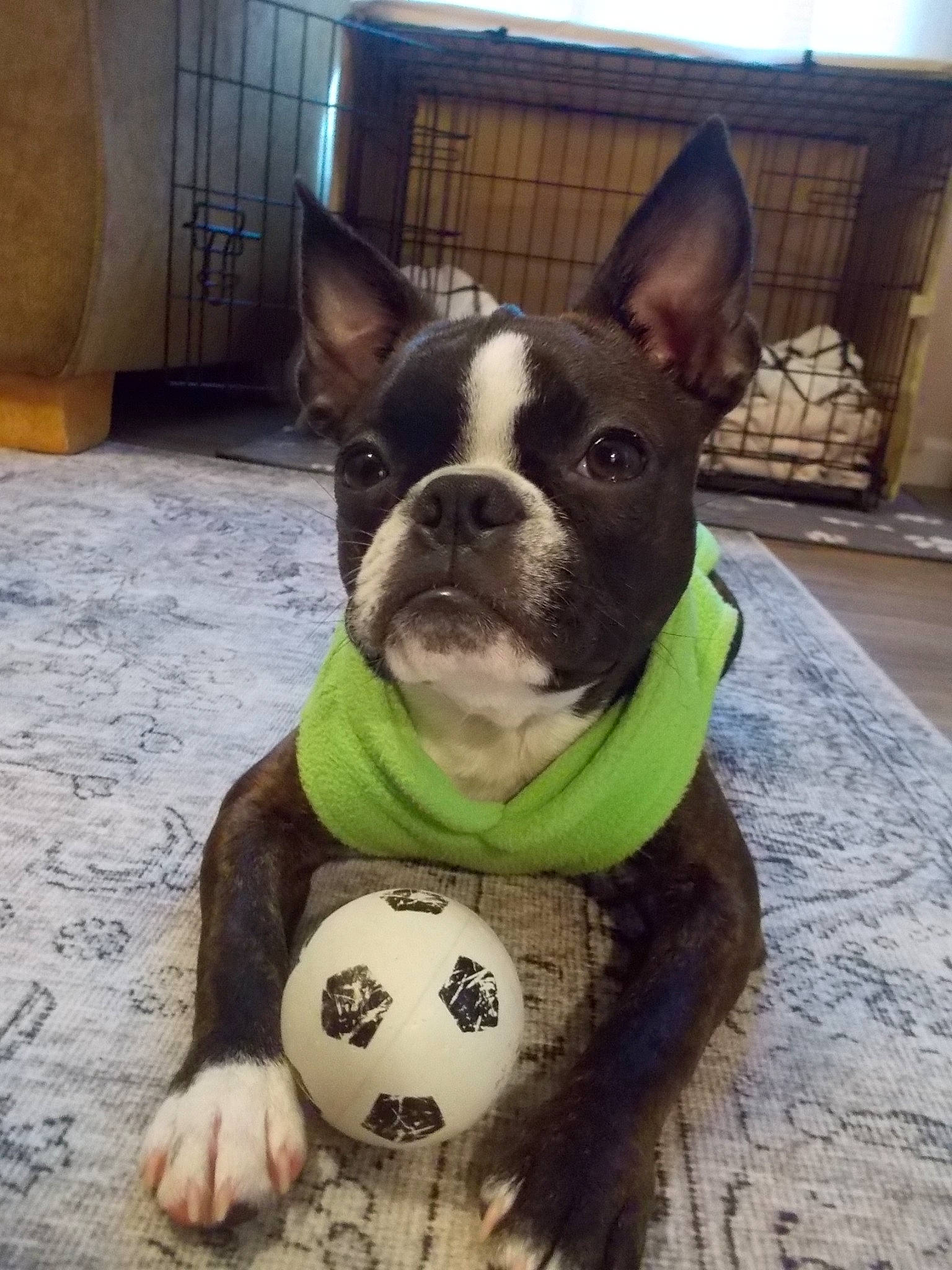 Margret joined the competition — help win amazing prizes! ball, bulldog, carnivore, collar, companion_dog, dog, dog_breed, dog_collar, ear, fawn, football, mammal, photograph, snout, soccer, sports_equipment, vertebrate, whiskers, white, working_animal