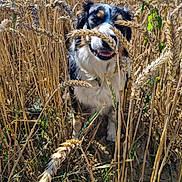 Titie a rejoint le concours — aidez-le/la à gagner de superbes lots ! dog, wheat_field, outdoor, nature, animal, smiling, sunlight, grass, plants, fur, happy, portrait, canine, summer, agriculture, eyes, ears, snout, greenery, daylight