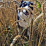dog, wheat_field, outdoor, nature, animal, smiling, sunlight, grass, plants, fur, happy, portrait, canine, summer, agriculture, eyes, ears, snout, greenery, daylight