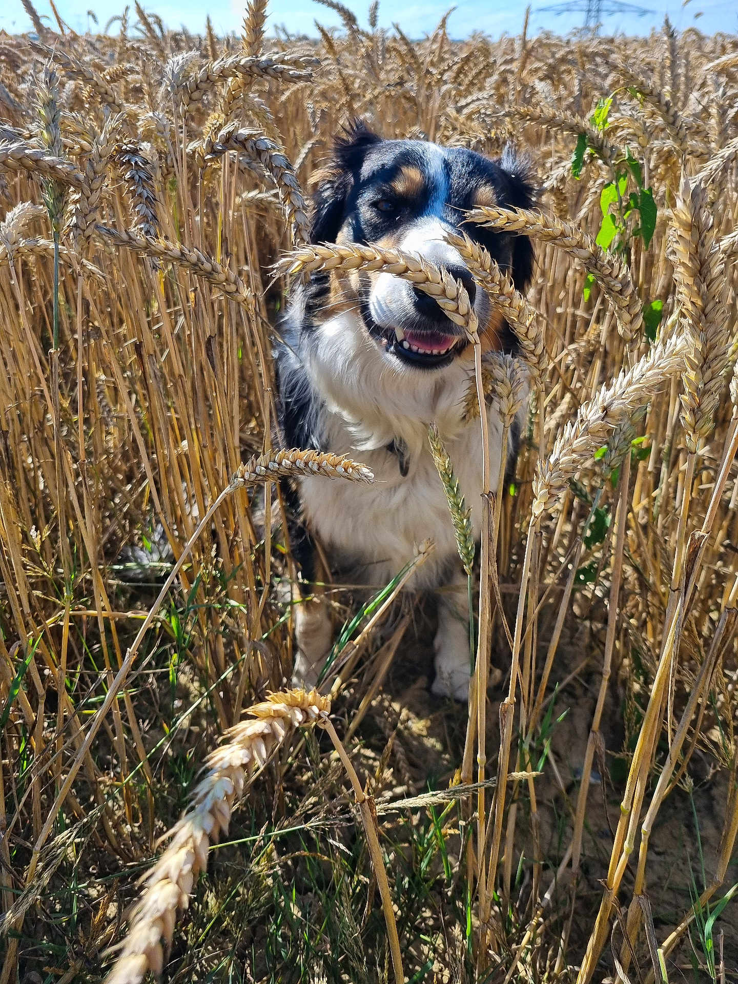 Titie a rejoint le concours — aidez-le/la à gagner de superbes lots ! dog, wheat_field, outdoor, nature, animal, smiling, sunlight, grass, plants, fur, happy, portrait, canine, summer, agriculture, eyes, ears, snout, greenery, daylight