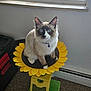 Frankie is registered to the contest to win money with this photo: animal, blue_eyes, carpet, cat, collar, curious, domestic, ears, face, feline, furniture, indoor, light, paw, pet, sitting, sunflower_perch, toy, whiskers, window