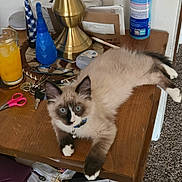 Frankie joined the competition — help win amazing prizes! blue_eyes, brown_and_white, carpet, cat, clutter, collar, curious, domestic_pet, envelopes, fluffy_fur, glasses, household_items, indoor, keys, lamp, orange_juice, relaxed, scissors, table, wooden_surface