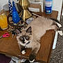 blue_eyes, brown_and_white, carpet, cat, clutter, collar, curious, domestic_pet, envelopes, fluffy_fur, glasses, household_items, indoor, keys, lamp, orange_juice, relaxed, scissors, table, wooden_surface