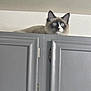 Frankie joined the competition — help win amazing prizes! animal, blue_eyes, cabinet, cat, closeup, curious, ears, feline, fluffy, fur, gray, home, household, indoor, looking_up, peeking, pet, quiet, still_life, whiskers