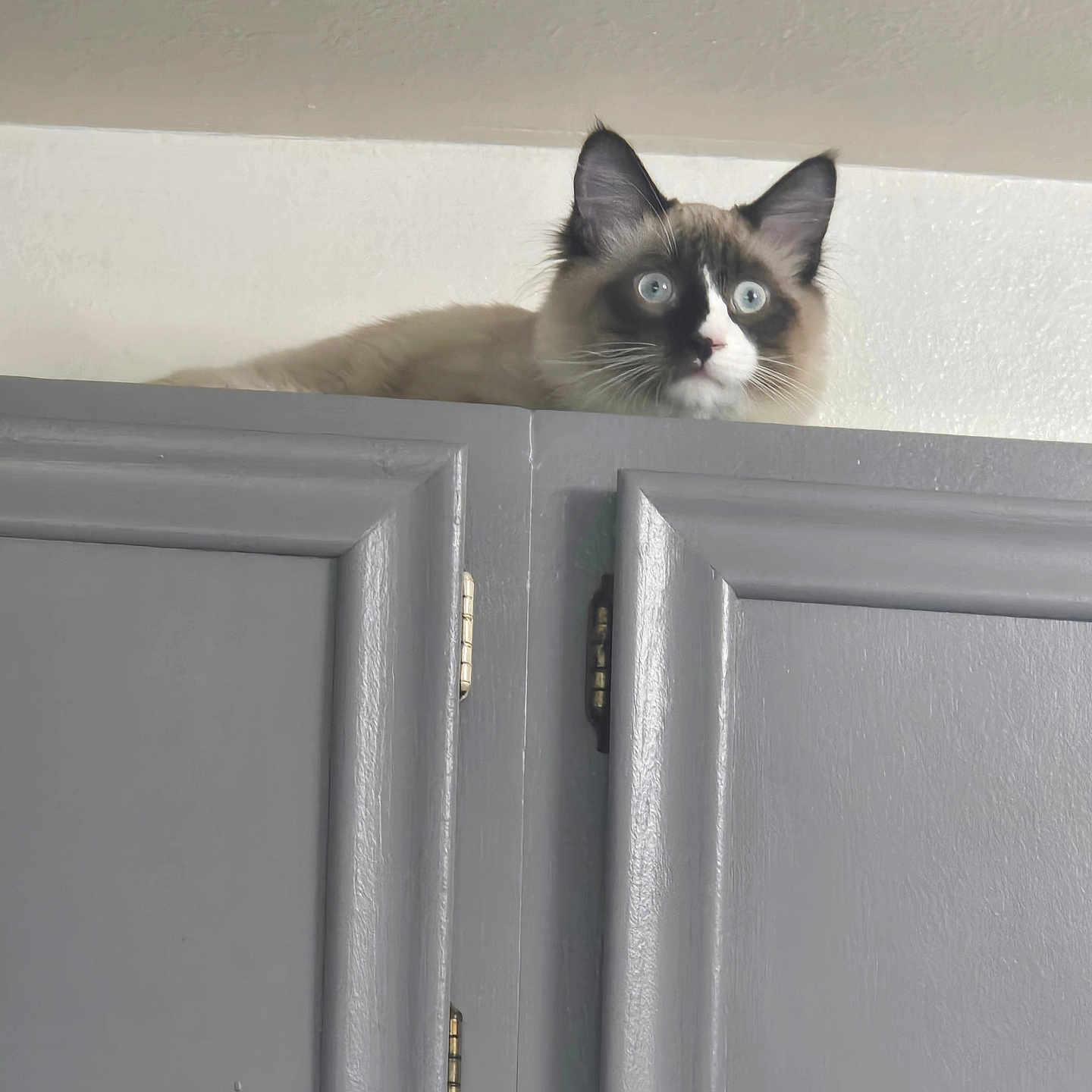 Frankie joined the competition — help win amazing prizes! animal, blue_eyes, cabinet, cat, closeup, curious, ears, feline, fluffy, fur, gray, home, household, indoor, looking_up, peeking, pet, quiet, still_life, whiskers