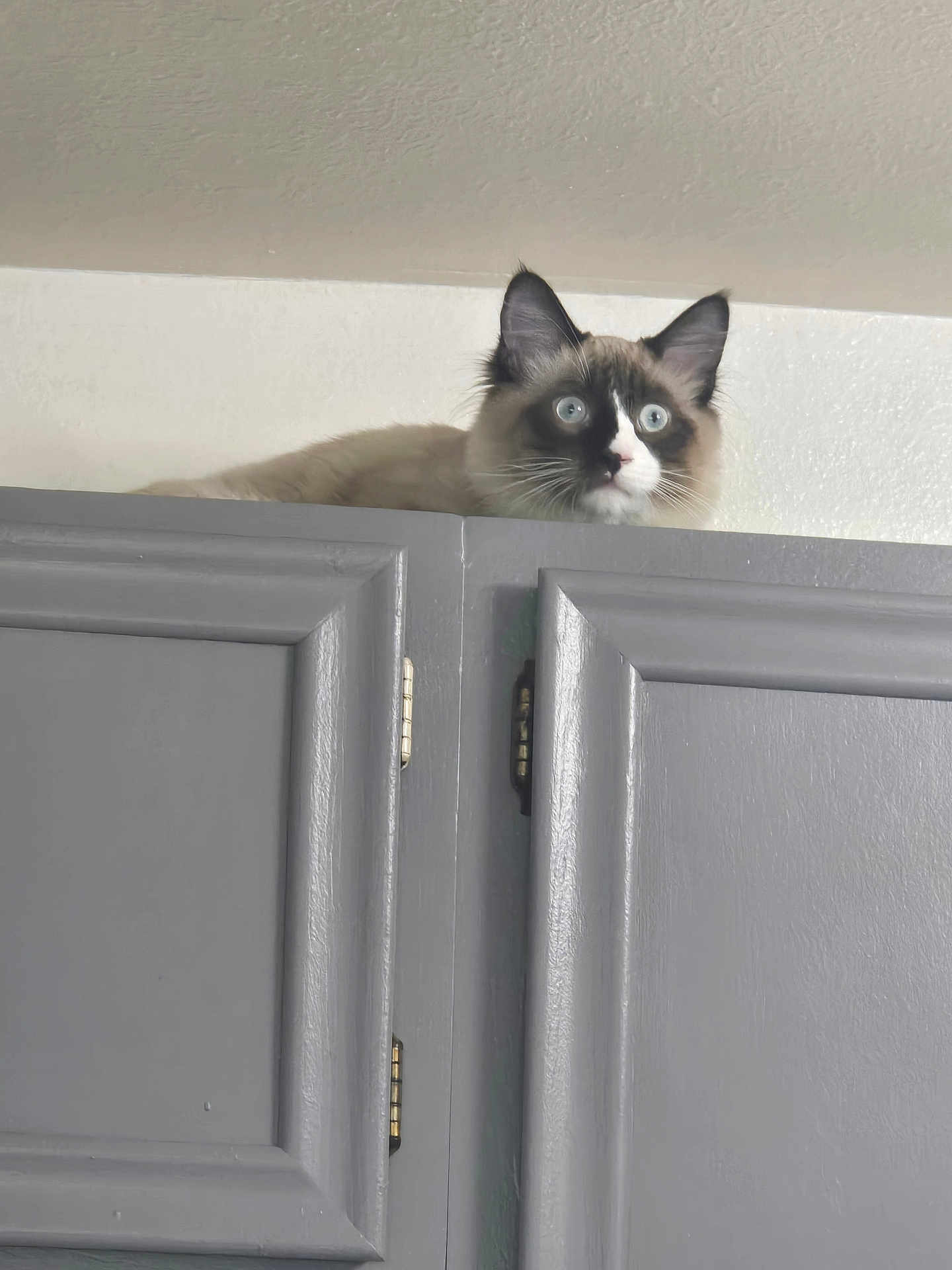 Frankie