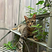 Scotch participe au concours pour gagner de l'argent avec cette photo : animal, background_blur, cat, closeup, curious, ears, feline, greenery, leaves, metal_shelf, nature, outdoor, paw, pet, portrait, relaxed, resting, striped, tabby, whiskers
