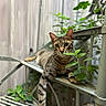 animal, background_blur, cat, closeup, curious, ears, feline, greenery, leaves, metal_shelf, nature, outdoor, paw, pet, portrait, relaxed, resting, striped, tabby, whiskers