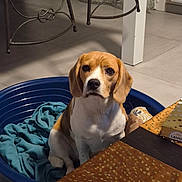Victoria a rejoint le concours — aidez-le/la à gagner de superbes lots ! animal, beagle, blanket, brown, calm, chair, cozy, dog, domestic, floor, gift_box, household, indoor, looking_at_camera, pet_bed, seated, table, tablecloth, tile_floor, white