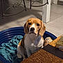 animal, beagle, blanket, brown, calm, chair, cozy, dog, domestic, floor, gift_box, household, indoor, looking_at_camera, pet_bed, seated, table, tablecloth, tile_floor, white