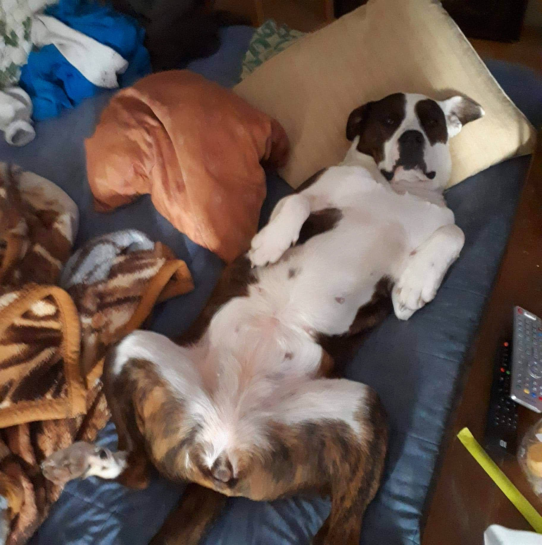 Sayeane a rejoint le concours — aidez-le/la à gagner de superbes lots ! canidae, carnivore, companion_dog, dog, dog_breed, fawn, non_sporting_group, puppy, puppy_love, sporting_group