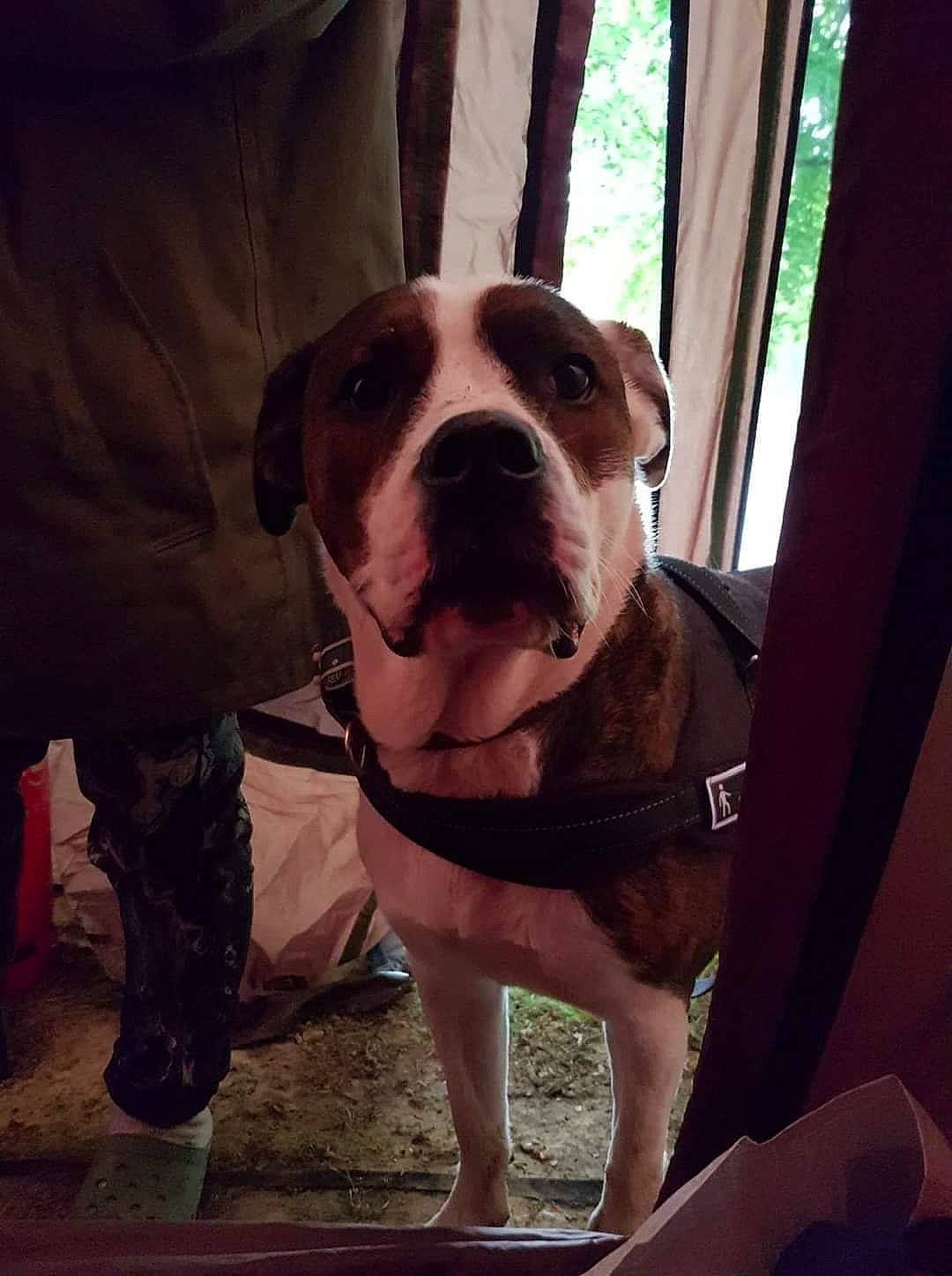 Sayeane a rejoint le concours — aidez-le/la à gagner de superbes lots ! american_bulldog, american_pit_bull_terrier, bulldog, bully_kutta, canidae, carnivore, companion_dog, dog, dog_breed, fawn, mammal, non_sporting_group, nose, olde_english_bulldogge, pit_bull, rare_breed_dog, snout, sporting_group, valley_bulldog, vertebrate