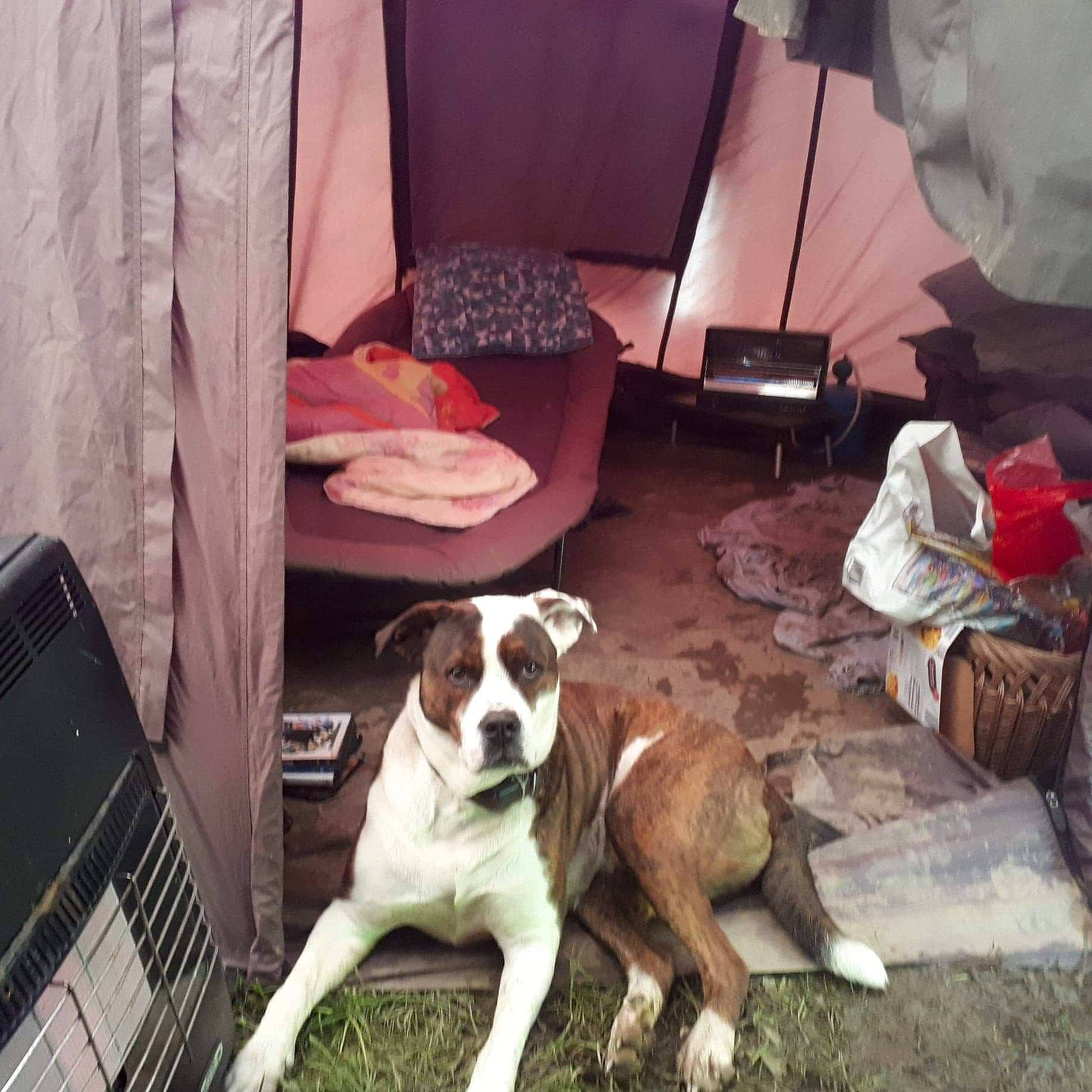 Sayeane a rejoint le concours — aidez-le/la à gagner de superbes lots ! american_bulldog, boxer, canidae, carnivore, dog, dog_breed, fawn, mammal, non_sporting_group, posavac_hound