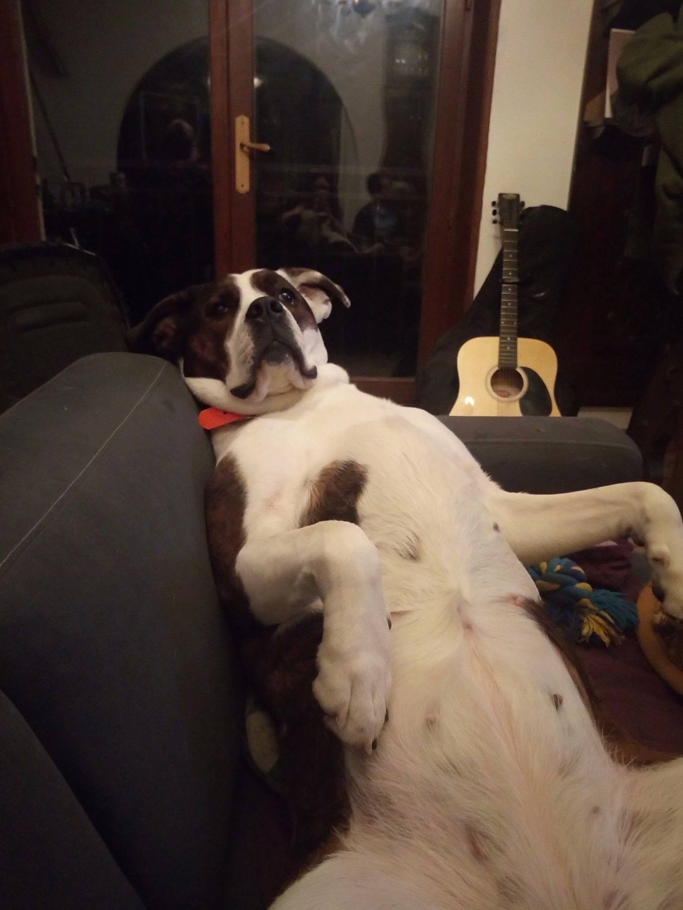 Sayeane a rejoint le concours — aidez-le/la à gagner de superbes lots ! canidae, carnivore, chair, companion_dog, dog, dog_breed, non_sporting_group, puppy, sporting_group, tail, whippet