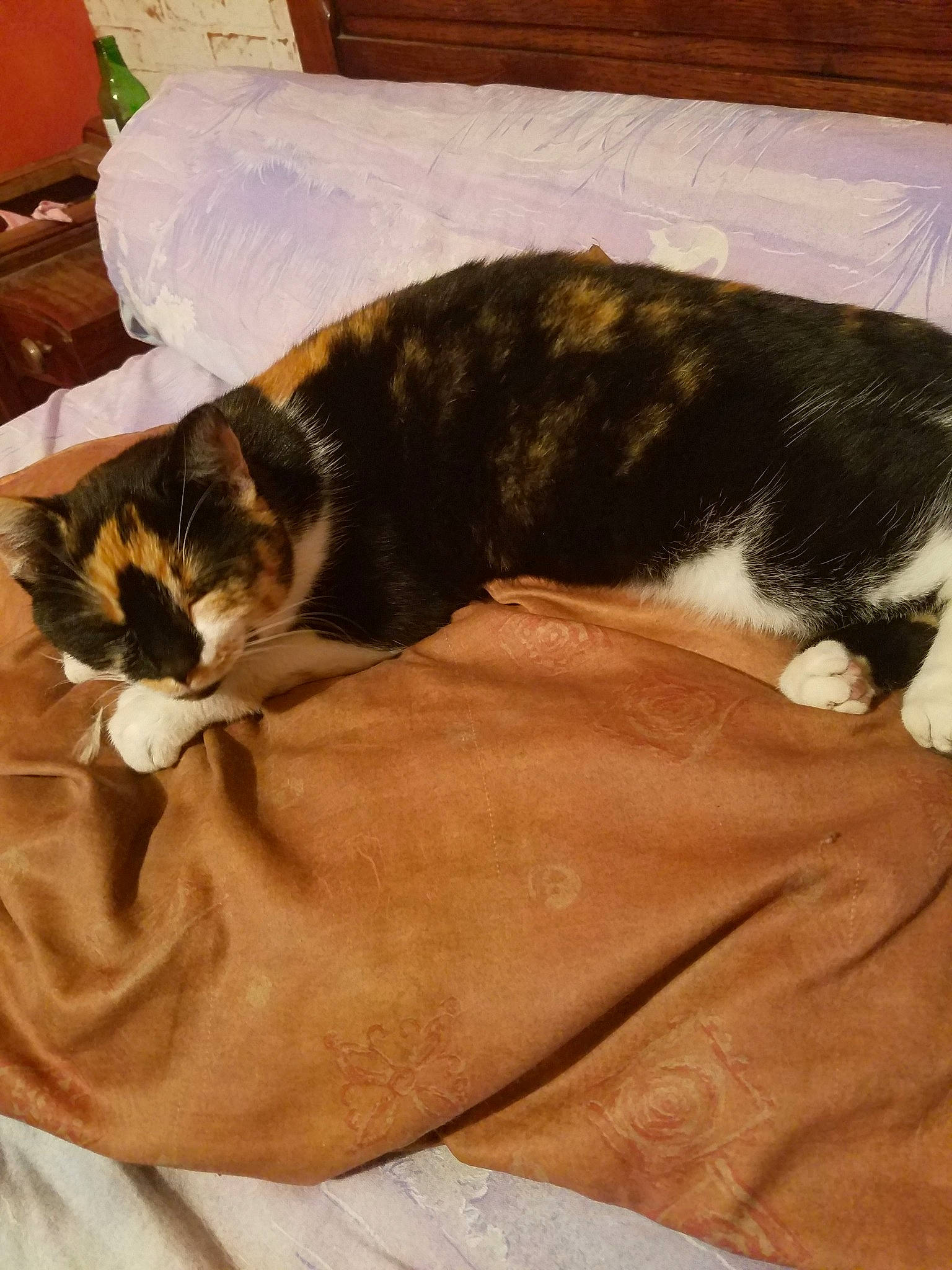 Opium participe au concours pour gagner de l'argent avec cette photo : carnivore, cat, comfort, domestic_short_haired_cat, ear, european_shorthair, felidae, fur, nap, sleep, small_to_medium_sized_cats, tail, whiskers