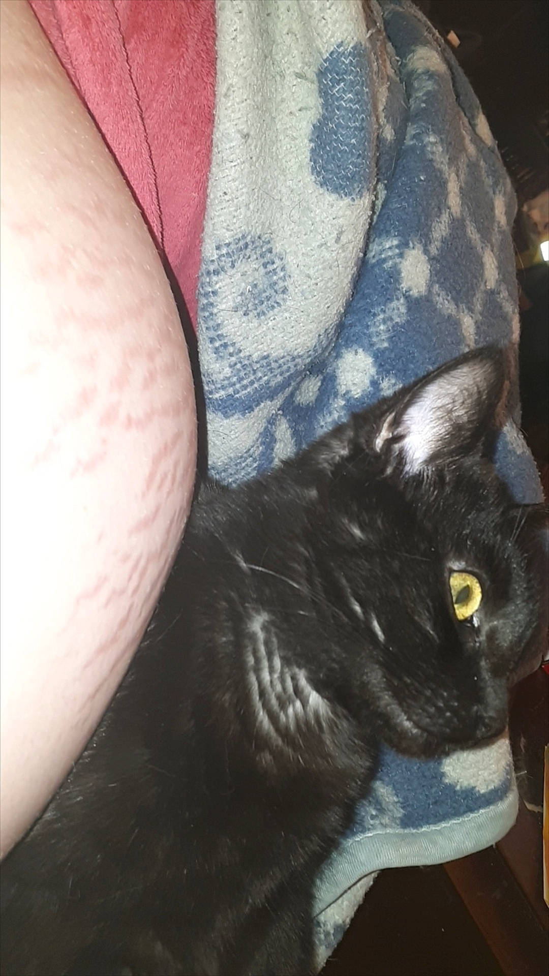 Snow a rejoint le concours — aidez-le/la à gagner de superbes lots ! black_cat, carnivore, cat, comfort, domestic_short_haired_cat, ear, electric_blue, felidae, foot, fur, gesture, grey, human_leg, pattern, small_to_medium_sized_cats, snout, t_shirt, tail, thigh, whiskers