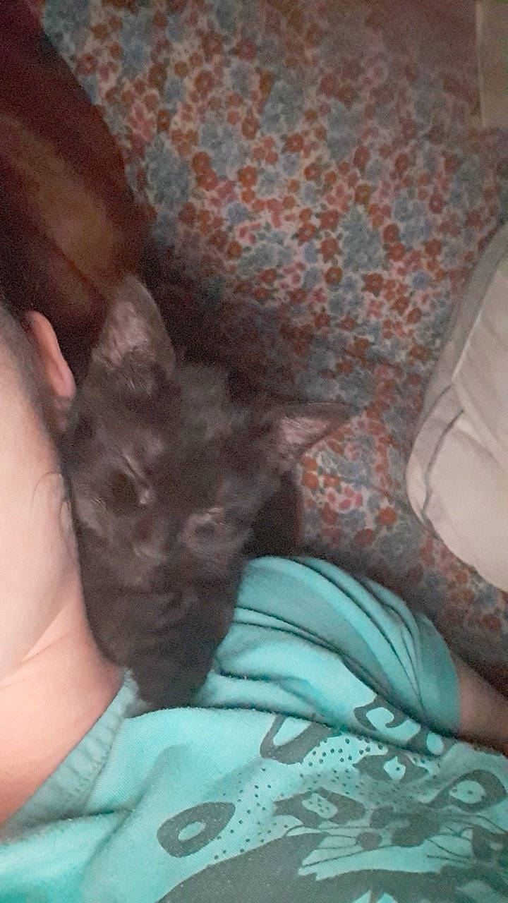 Snow a rejoint le concours — aidez-le/la à gagner de superbes lots ! black_cat, carnivore, cat, chartreux, domestic_short_haired_cat, fawn, felidae, kitten, korat, russian_blue, small_to_medium_sized_cats, whiskers